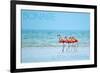 Bonaire, Dutch Caribbean - Flamingos and Ocean-Lantern Press-Framed Art Print