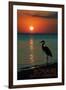 Bonaire, Dutch Caribbean - Heron and Sunset-Lantern Press-Framed Art Print