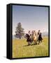 Bonanza-null-Framed Stretched Canvas