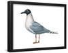 Bonaparte's Gull (Larus Philadelphia), Birds-Encyclopaedia Britannica-Framed Poster