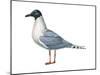 Bonaparte's Gull (Larus Philadelphia), Birds-Encyclopaedia Britannica-Mounted Poster