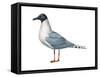 Bonaparte's Gull (Larus Philadelphia), Birds-Encyclopaedia Britannica-Framed Stretched Canvas