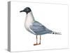 Bonaparte's Gull (Larus Philadelphia), Birds-Encyclopaedia Britannica-Stretched Canvas