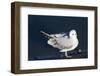 Bonaparte's Gull-Hal Beral-Framed Photographic Print