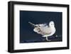 Bonaparte's Gull-Hal Beral-Framed Photographic Print