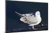 Bonaparte's Gull-Hal Beral-Mounted Photographic Print