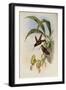 Bonaparte's Star-Frontlet, Helianthea Bonapartei-John Gould-Framed Giclee Print