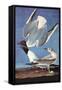 Bonapartes Gull-John James Audubon-Framed Stretched Canvas