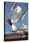 Bonapartes Gull-John James Audubon-Stretched Canvas