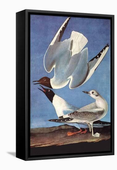 Bonapartes Gull-John James Audubon-Framed Stretched Canvas