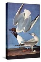 Bonapartes Gull-John James Audubon-Stretched Canvas