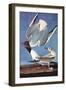 Bonapartes Gull-John James Audubon-Framed Art Print