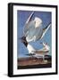 Bonapartes Gull-John James Audubon-Framed Art Print