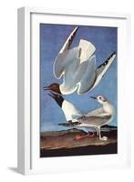 Bonapartes Gull-John James Audubon-Framed Art Print