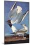 Bonapartes Gull-John James Audubon-Mounted Art Print