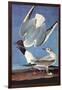 Bonapartes Gull-John James Audubon-Framed Art Print