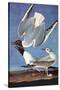 Bonapartes Gull-John James Audubon-Stretched Canvas