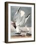 Bonapartian Gull, Larus Bonapartii, from the Birds of America by John J. Audubon, Pub. 1827-38 (Han-John James Audubon-Framed Giclee Print