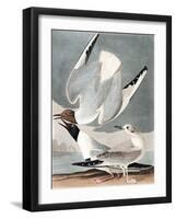 Bonapartian Gull, Larus Bonapartii, from the Birds of America by John J. Audubon, Pub. 1827-38 (Han-John James Audubon-Framed Giclee Print