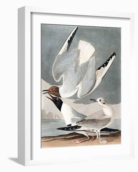 Bonapartian Gull, Larus Bonapartii, from the Birds of America by John J. Audubon, Pub. 1827-38 (Han-John James Audubon-Framed Giclee Print