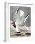 Bonapartian Gull, Larus Bonapartii, from the Birds of America by John J. Audubon, Pub. 1827-38 (Han-John James Audubon-Framed Giclee Print