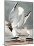 Bonapartian Gull, Larus Bonapartii, from the Birds of America by John J. Audubon, Pub. 1827-38 (Han-John James Audubon-Mounted Giclee Print