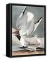 Bonapartian Gull, Larus Bonapartii, from the Birds of America by John J. Audubon, Pub. 1827-38 (Han-John James Audubon-Framed Stretched Canvas