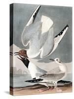 Bonapartian Gull, Larus Bonapartii, from the Birds of America by John J. Audubon, Pub. 1827-38 (Han-John James Audubon-Stretched Canvas