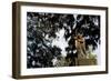 Bonaventure Cemetery, Savanna, Georgia-Paul Souders-Framed Photographic Print