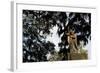 Bonaventure Cemetery, Savanna, Georgia-Paul Souders-Framed Photographic Print