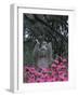 Bonaventure Cemetery, Savannah, Georgia, USA-Joanne Wells-Framed Photographic Print