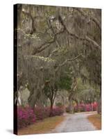 Bonaventure Cemetery with Moss Draped Oak, Dogwoods and Azaleas, Savannah, Georgia, USA-Joanne Wells-Stretched Canvas