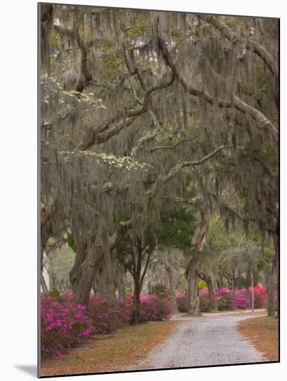Bonaventure Cemetery with Moss Draped Oak, Dogwoods and Azaleas, Savannah, Georgia, USA-Joanne Wells-Mounted Photographic Print