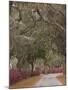 Bonaventure Cemetery with Moss Draped Oak, Dogwoods and Azaleas, Savannah, Georgia, USA-Joanne Wells-Mounted Photographic Print