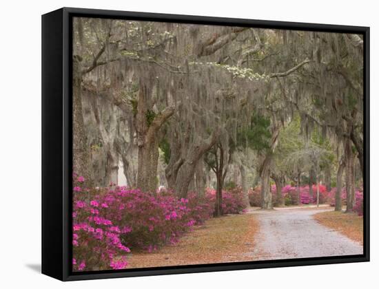 Bonaventure Cemetery with Moss Draped Oak, Dogwoods and Azaleas, Savannah, Georgia, USA-Joanne Wells-Framed Stretched Canvas