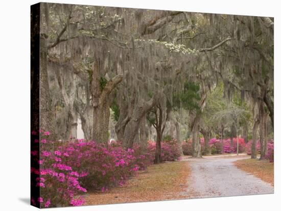 Bonaventure Cemetery with Moss Draped Oak, Dogwoods and Azaleas, Savannah, Georgia, USA-Joanne Wells-Stretched Canvas