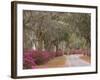 Bonaventure Cemetery with Moss Draped Oak, Dogwoods and Azaleas, Savannah, Georgia, USA-Joanne Wells-Framed Photographic Print