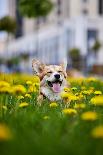Happy Welsh Corgi Pembroke Dog Sitting in Yellow Dandelions Field in the Grass Smiling in Spring-BONDART-Framed Stretched Canvas