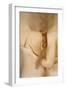 Bonded-Olga Mest-Framed Photographic Print