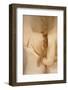 Bonded-Olga Mest-Framed Photographic Print