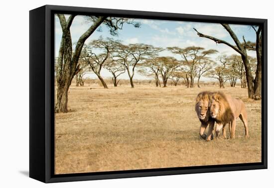 Bonding Lions Walk-Howard Ruby-Framed Stretched Canvas