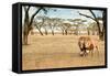Bonding Lions Walk-Howard Ruby-Framed Stretched Canvas