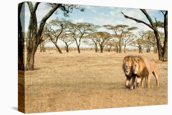 Bonding Lions Walk-Howard Ruby-Stretched Canvas