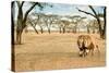 Bonding Lions Walk-Howard Ruby-Stretched Canvas