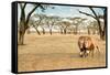 Bonding Lions Walk-Howard Ruby-Framed Stretched Canvas