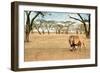 Bonding Lions Walk-Howard Ruby-Framed Premium Photographic Print