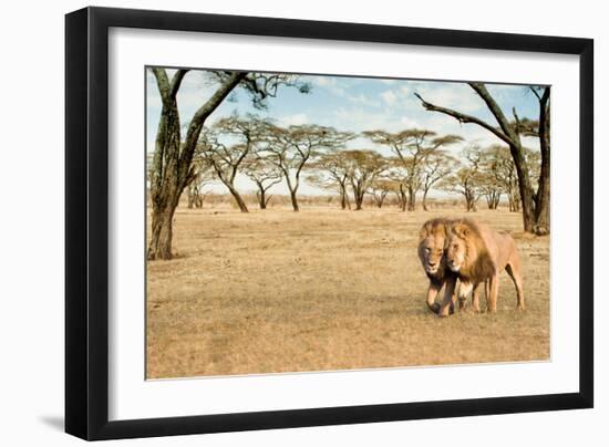 Bonding Lions Walk-Howard Ruby-Framed Premium Photographic Print