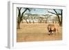 Bonding Lions Walk-Howard Ruby-Framed Premium Photographic Print