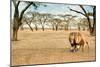 Bonding Lions Walk-Howard Ruby-Mounted Premium Photographic Print