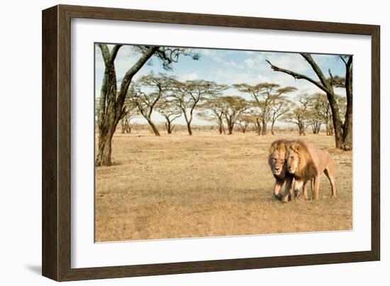 Bonding Lions Walk-Howard Ruby-Framed Photographic Print